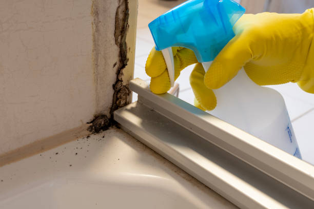 Professional Mold Remediation in Rising Sun, MD
