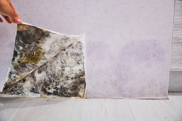 Best Localized Mold Remediation (e.g., coastal areas, humid climates) in Rising Sun, MD